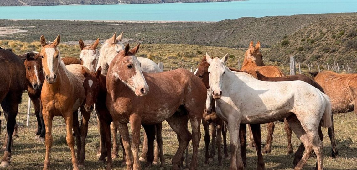 cabalgatas El Calafate