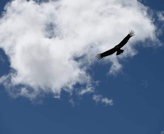 remote nature Argentina